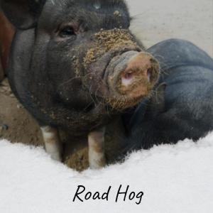 Listen to Road Hog song with lyrics from John D. Loudermilk