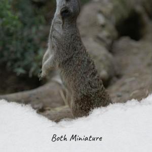 Various的专辑Both Miniature