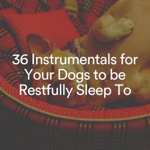 36 Instrumentals for Your Dogs to be Restfully Sleep To