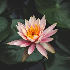 ดาวน์โหลดและฟังเพลง Wonderful Places พร้อมเนื้อเพลงจาก Study Music & Sounds