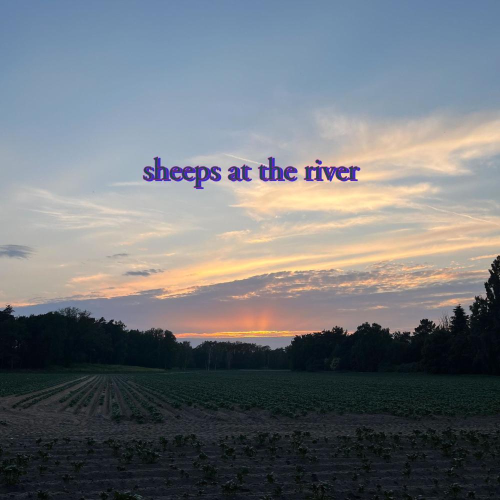 sheeps at the river