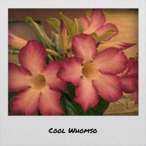 Various的专辑Cool Whomso
