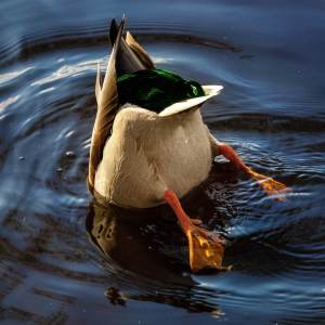 ดาวน์โหลดและฟังเพลง Canard พร้อมเนื้อเพลงจาก Squeezie