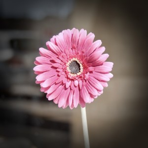 Album Fleur qui flâne from Florentin Fouch