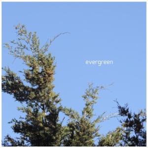Album Evergreen from McKay