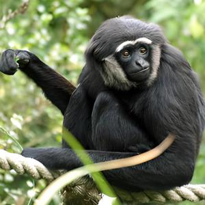 Listen to Suara Owa-owa Kalimantan song with lyrics from Abub