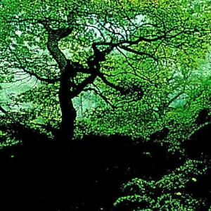 Album Follower / Lick My Palms (Explicit) oleh Corvus