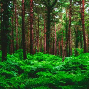 收聽SPA的Japanese Tree歌詞歌曲