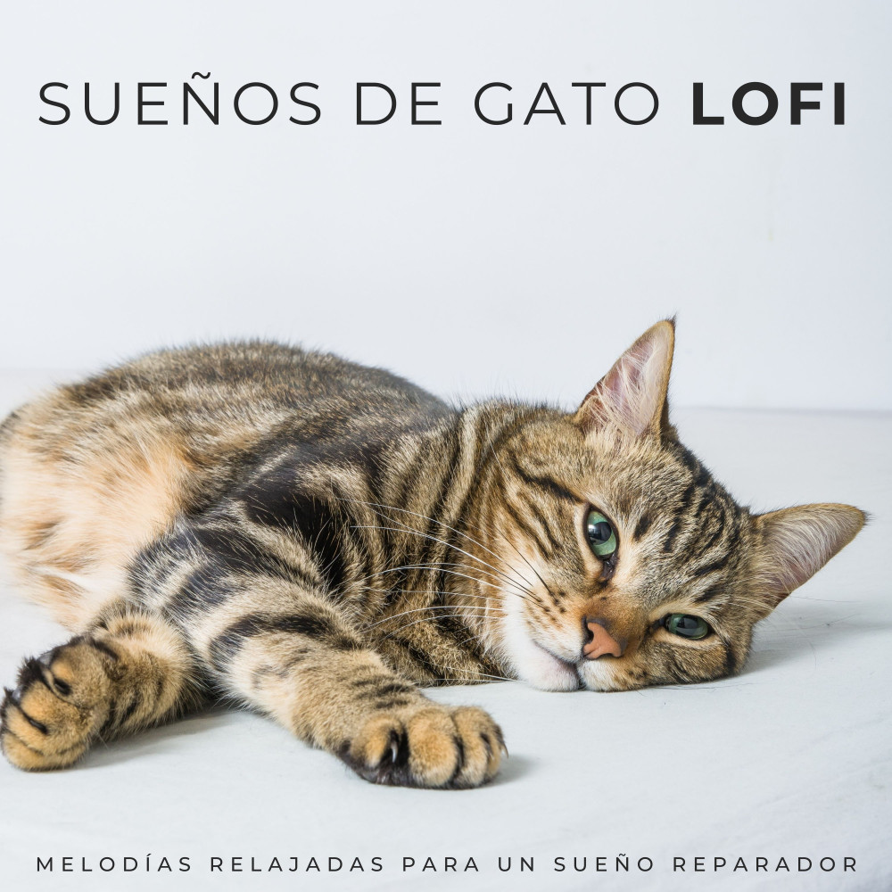 Pistas Relajantes Para El Sueño Felino