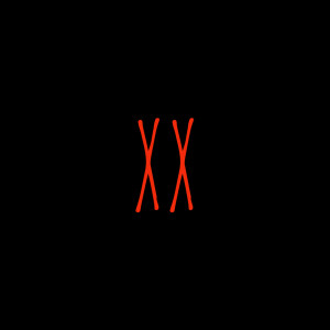 ดาวน์โหลดและฟังเพลง XX (Explicit) พร้อมเนื้อเพลงจาก Lilkadi