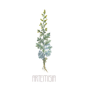 ดาวน์โหลดและฟังเพลง Artemisia พร้อมเนื้อเพลงจาก Auragood