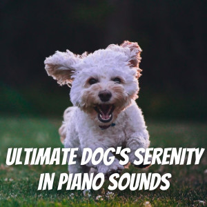 Romantic Piano的專輯Ultimate Dog's Serenity in Piano Sounds