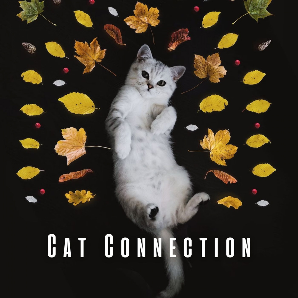 Cat's Meow of Piano Bliss