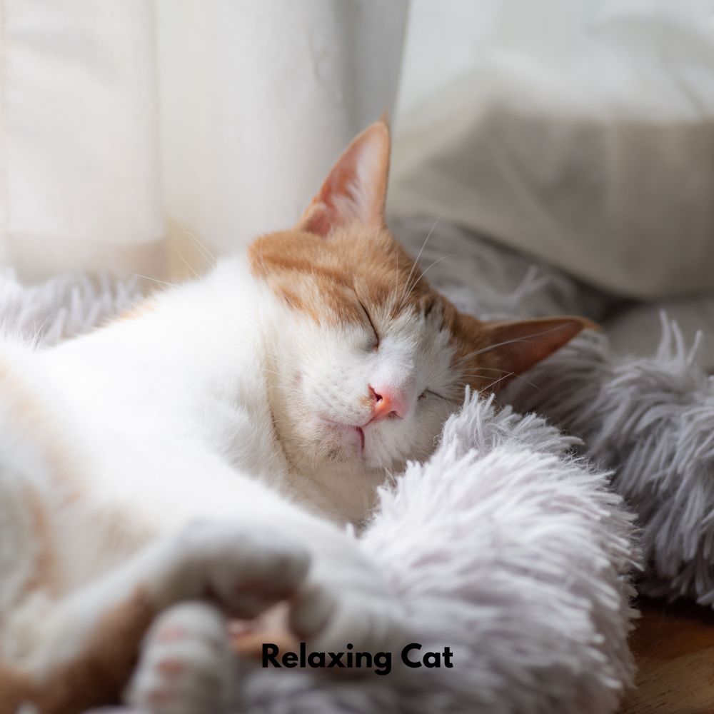 Gentle Paws Melodies