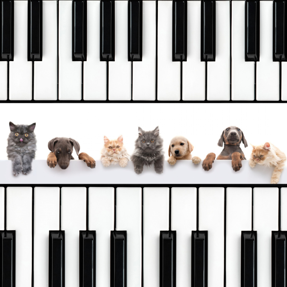 Serene Pet Piano Resonance