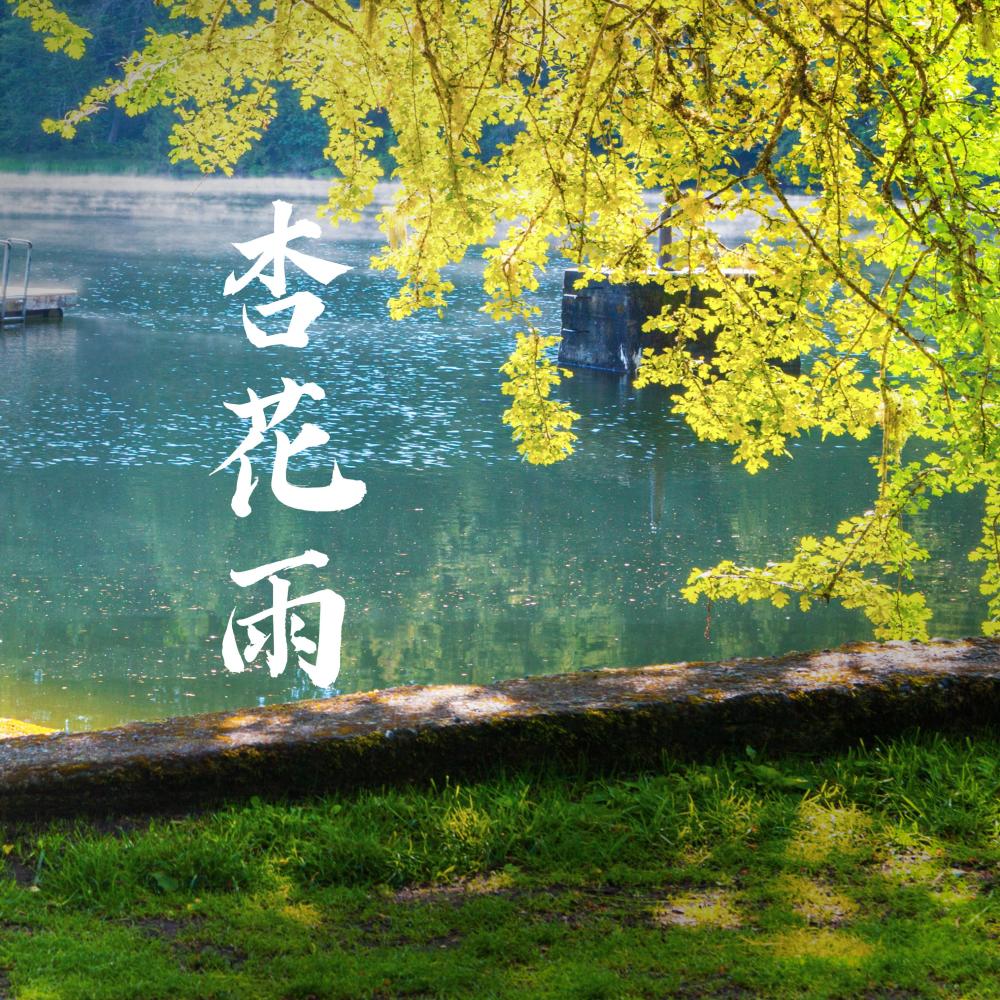 杏花雨
