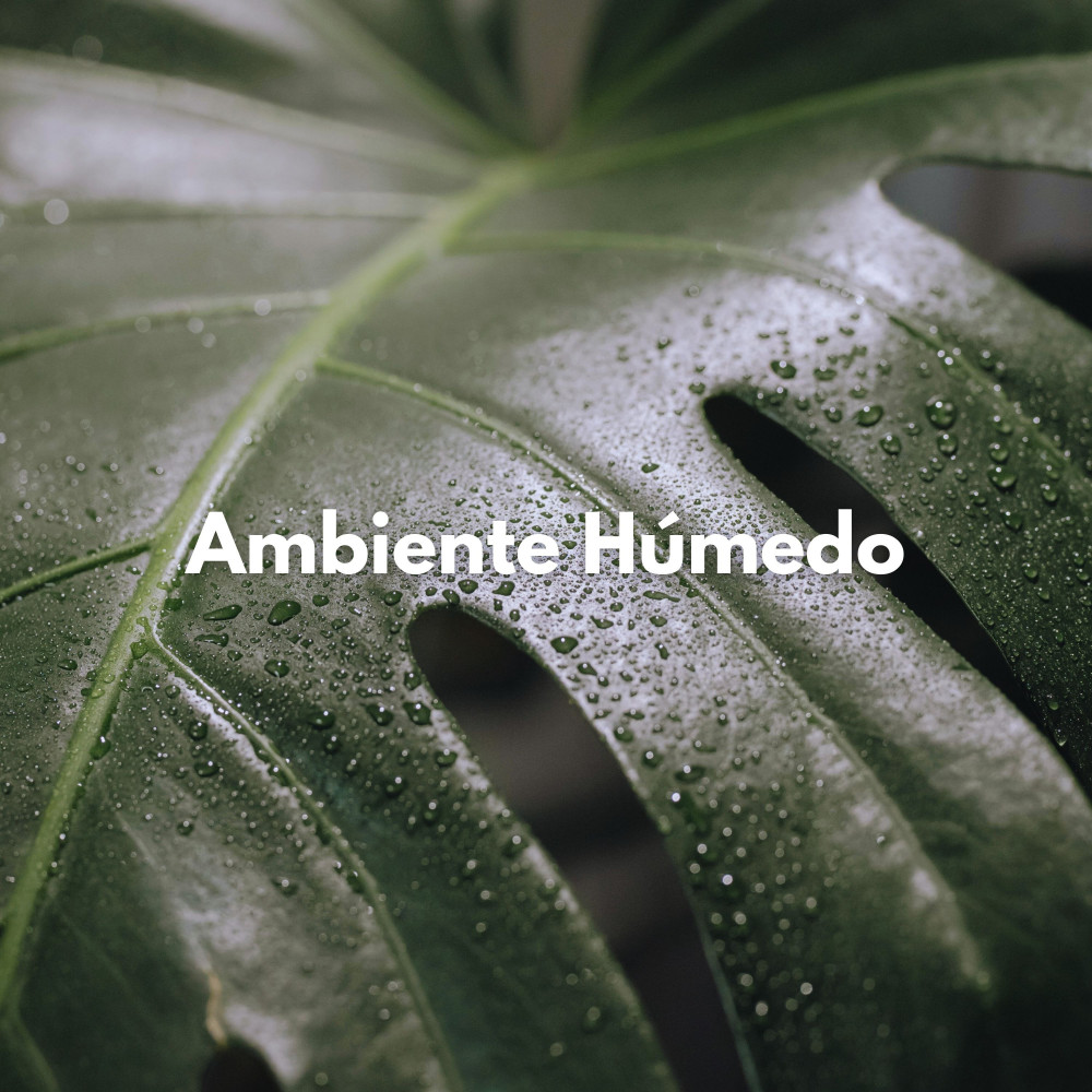 Lluvia De Otoño