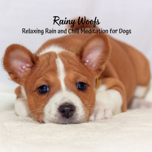 Album Rainy Woofs: Relaxing Rain and Chill Meditation for Dogs from Dog Calming Music