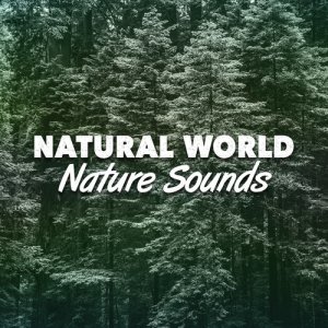 Mediation Sounds of Nature的專輯Natural World: Nature Sounds