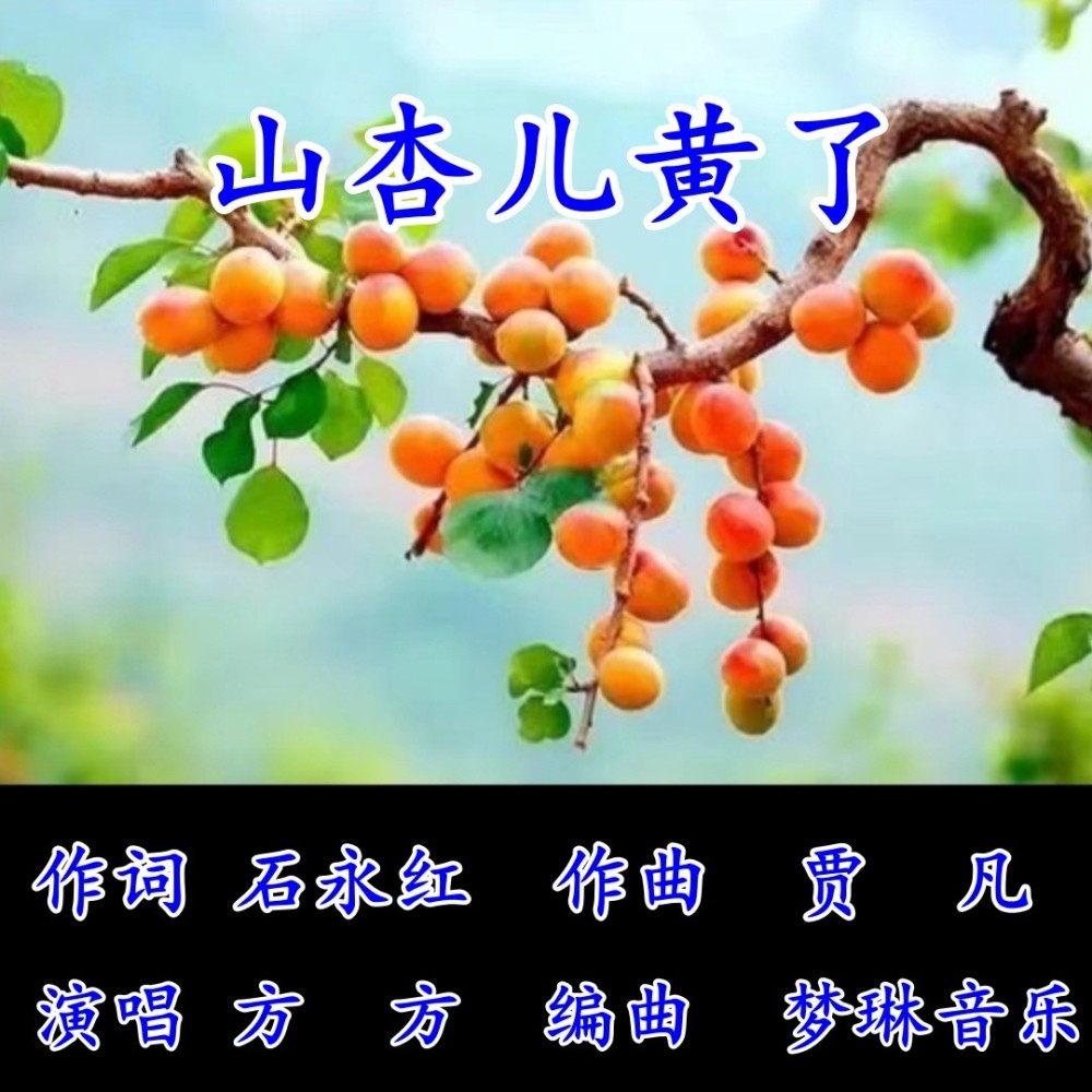 山杏儿黄了 (伴奏)