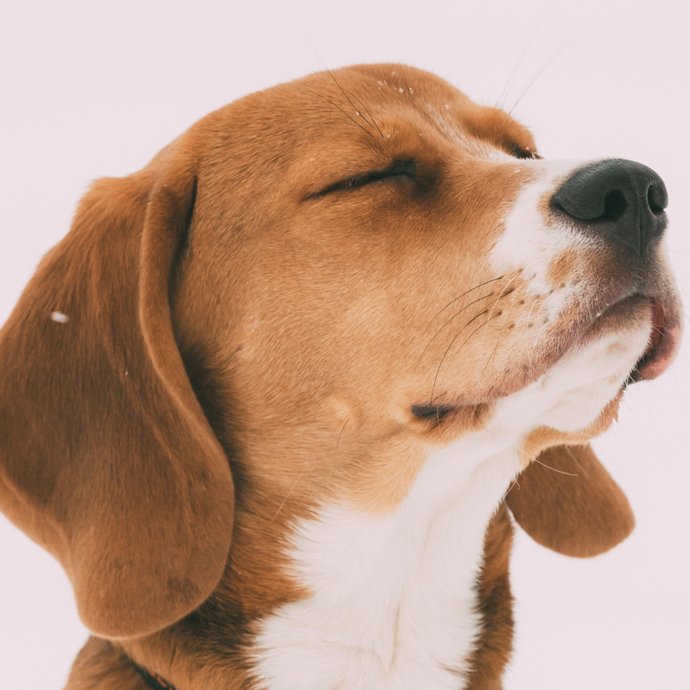 Canine Calm in Meditation