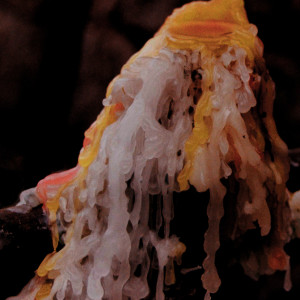 Listen to Coraza song with lyrics from Nando García