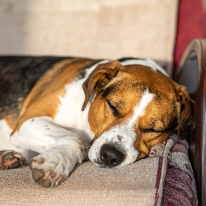 อัลบัม Música Suave Para Perros Dormidos ศิลปิน Felicidad de la música para perros