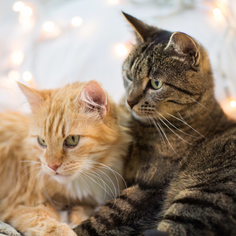 Cats' Night Calm