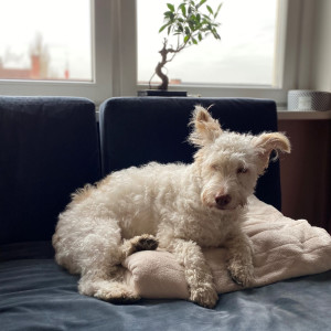 Dengarkan Carlo lagu dari David Friedrich dengan lirik