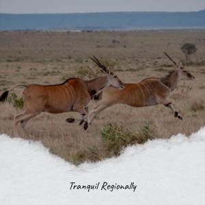 Album Tranquil Regionally from 