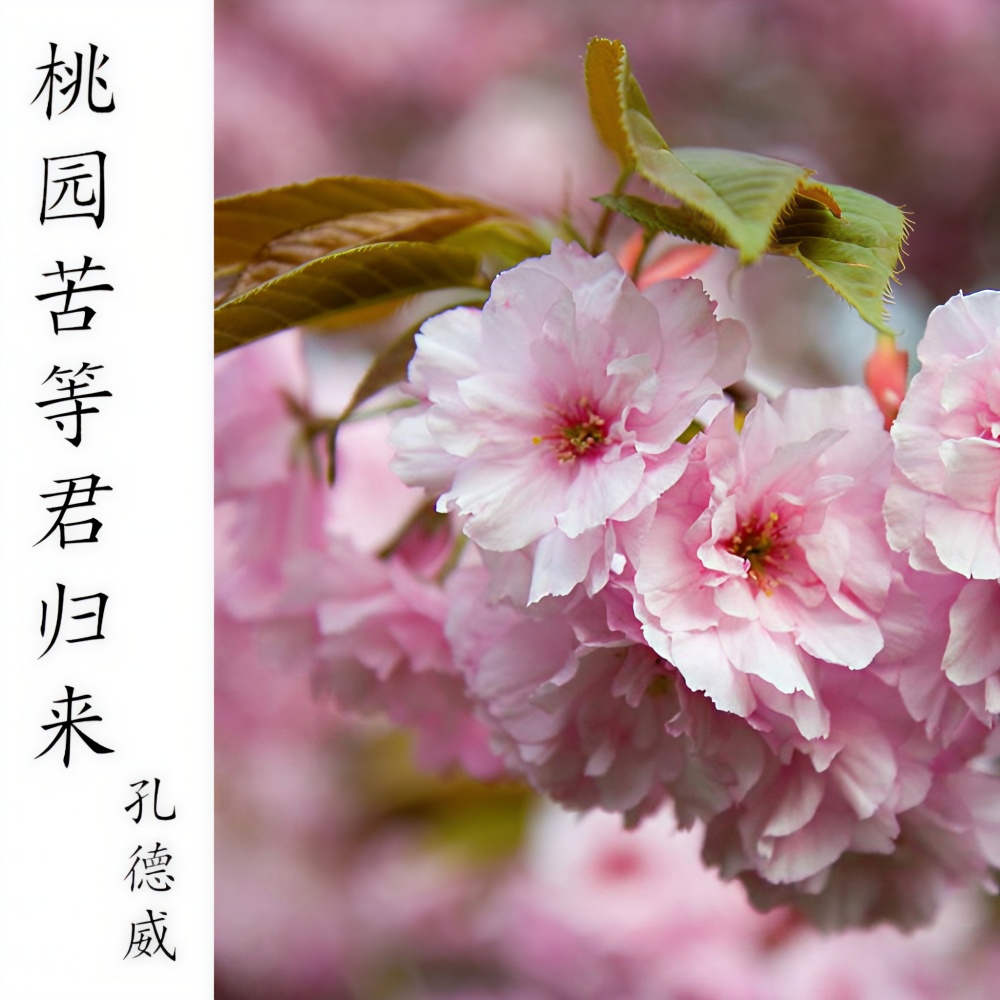 桃园苦等君归来 (伴奏)