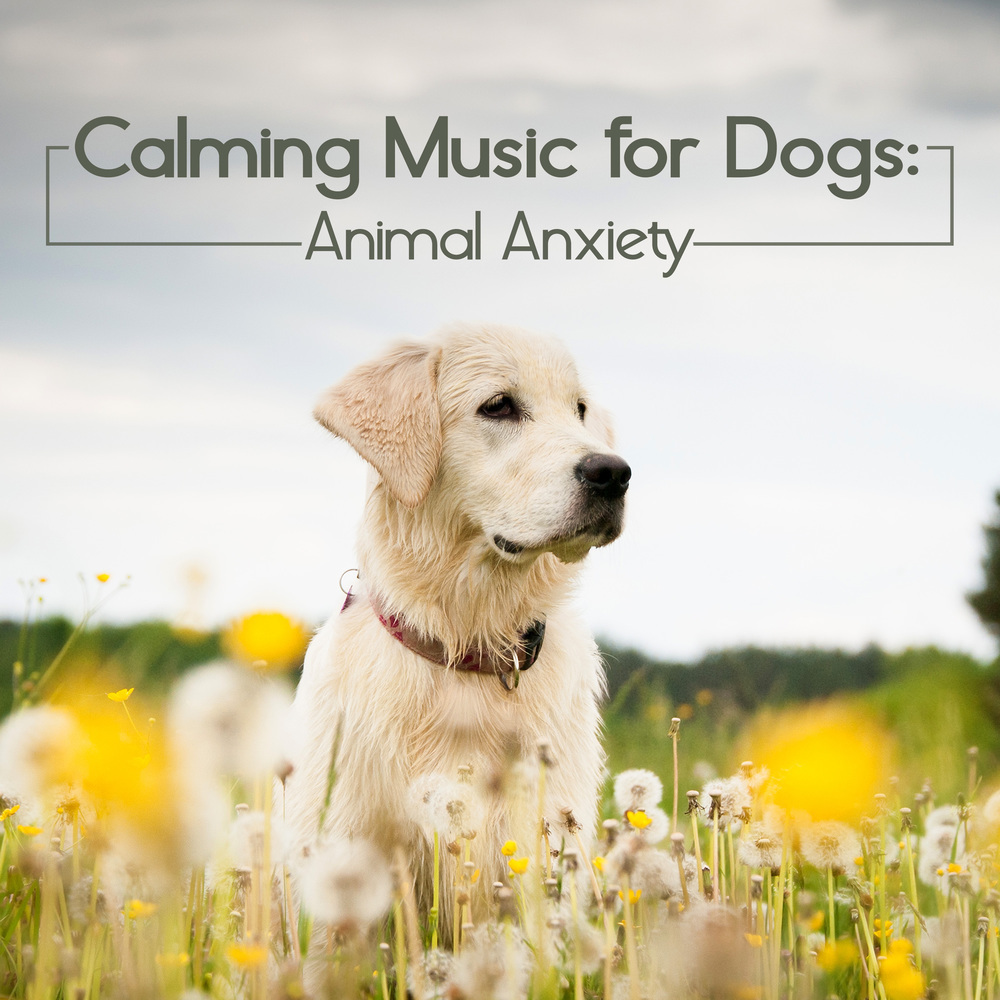 Music to Help You and Your Pet Relax