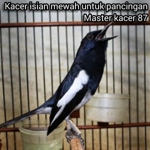 收听master kacer 87的Kacer Isian Mewah Untuk Pancingan (Live)歌词歌曲