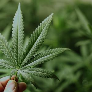 收聽La Legion Music Group的Mery (feat. Flaco Problem & Jho Fama) (Explicit)歌詞歌曲