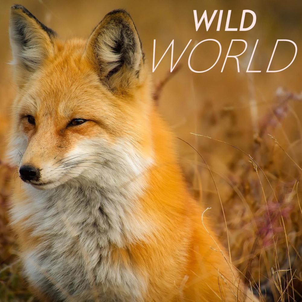 Wild World (feat. Chronic Law & Big Smoak)