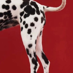 ดาวน์โหลดและฟังเพลง DOG พร้อมเนื้อเพลงจาก Purple Horizon