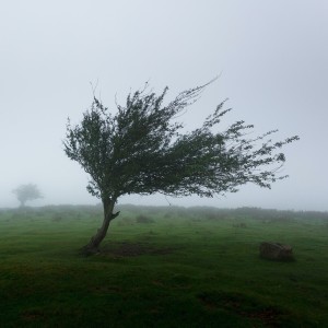 Soothing Sleep Sounds的专辑Windstorm (Loopable)