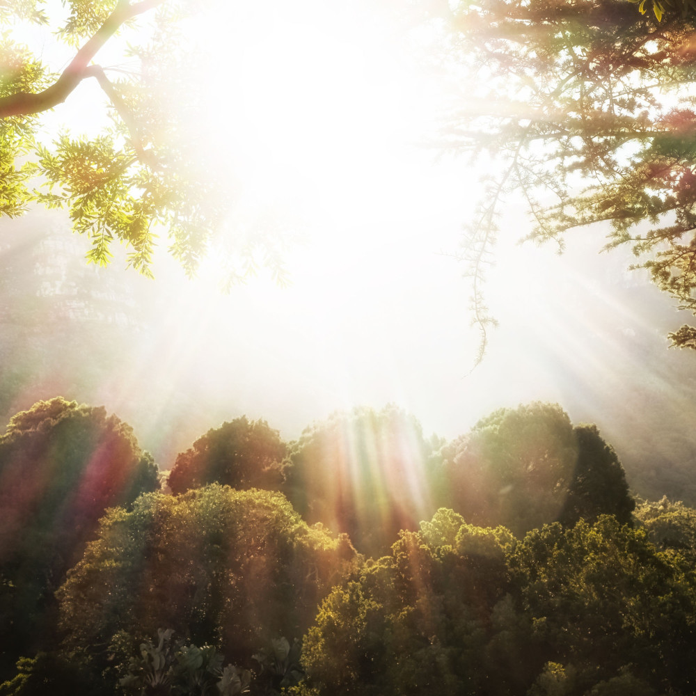 Nature's Hidden Woodland Harmony