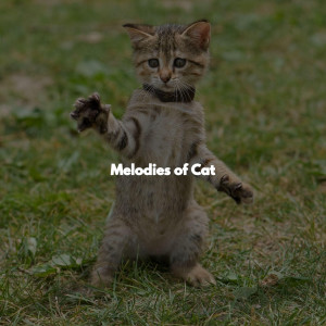 Jazz Collections for Reading的專輯Melodies of Cat