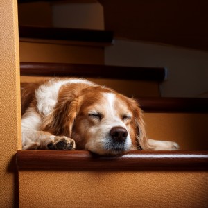 อัลบัม La Música Electrónica Del Perro: Armonías Para Compañeros Peludos ศิลปิน Música de ansiedad por separación de perros