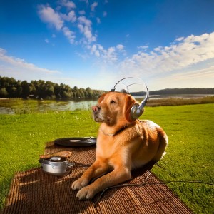 Asian Music Sanctuary的專輯Dogs Music: Calming Canine Tunes