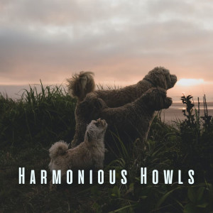 Music for Meditation的專輯Harmonious Howls: Piano Meditations for Relaxing Dogs