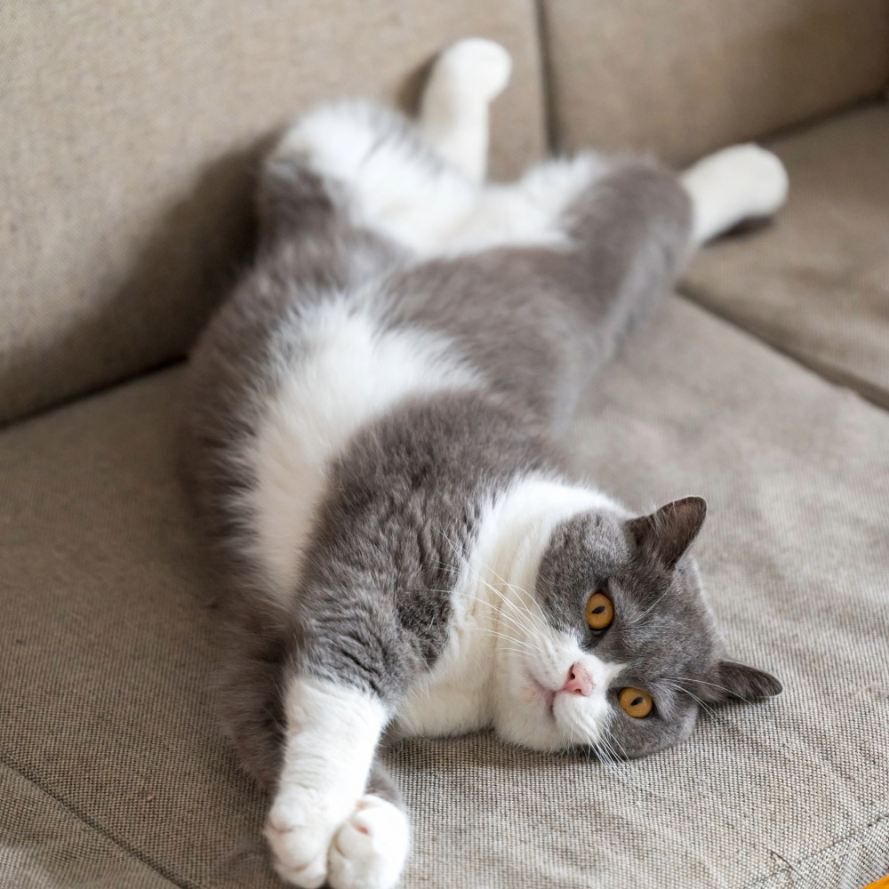 Soothing Harmony for Cat's Comfort