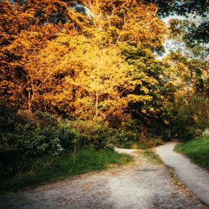 Dengarkan Blossom in Summer lagu dari Shakuhachi Sakano dengan lirik