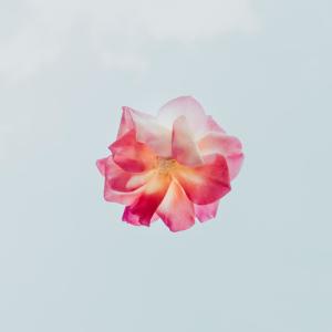 ดาวน์โหลดและฟังเพลง Rose Garden พร้อมเนื้อเพลงจาก Shahroz