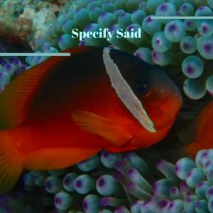 收听Denat Emer的Sandaled Wardroom歌词歌曲