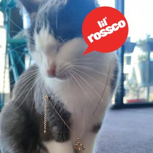 收聽lil rossco的Guzo歌詞歌曲