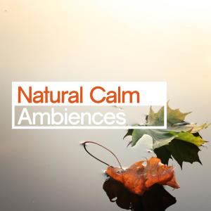 收聽Deep Sleep Nature Sounds的Afternoon Woodland歌詞歌曲