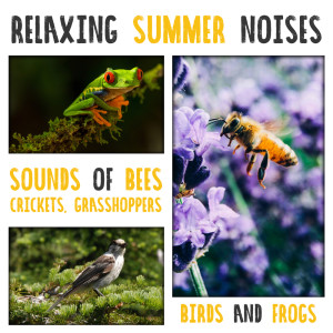 Dengarkan lagu Buttlerfly Wings Fluttering nyanyian Sound Therapy Masters dengan lirik