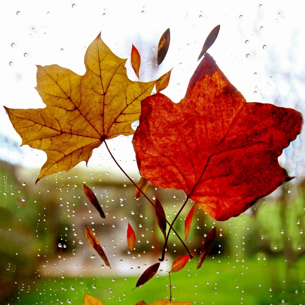 The Rain Summer